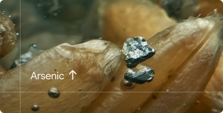 Rise of heavy-metal contamination