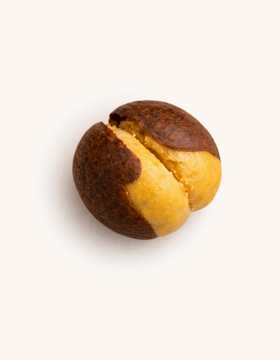 Sattu Flour Evolution